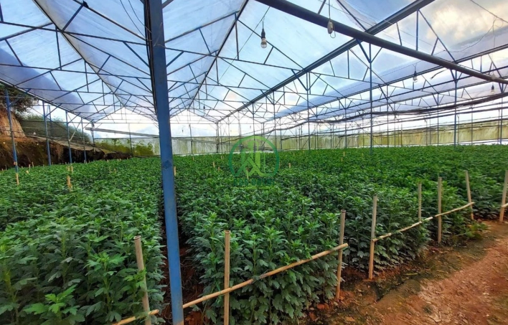 CHO THUÊ ĐẤT 2 MẶT TIỀN XÃ ĐẠ SAR - LẠC DƯƠNG