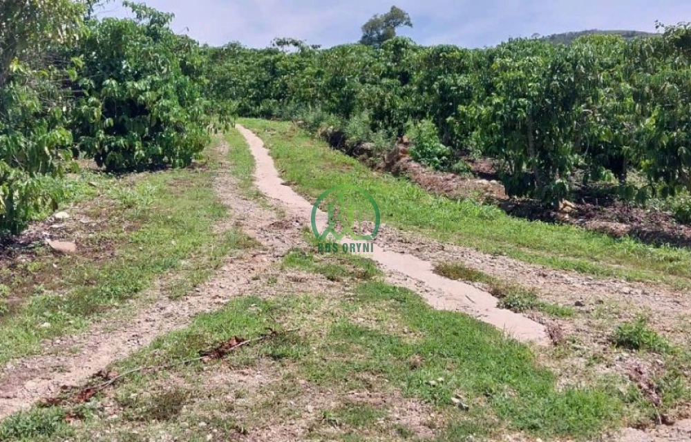 CẦN BÁN ĐẤT ĐANG TRỒNG CÀ PHÊ XÃ TÂN THANH, HUYỆN LÂM HÀ, LÂM ĐỒNG