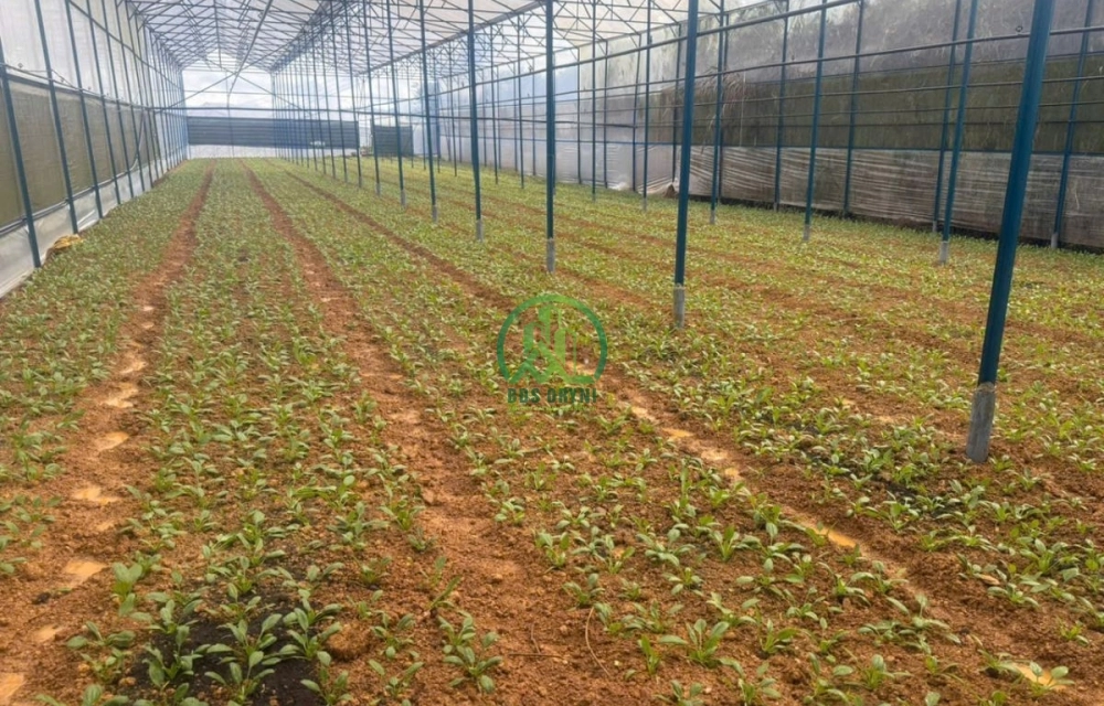 CẦN BÁN ĐẤT NÔNG NGHIỆP XÃ LÁT-LẠC DƯƠNG