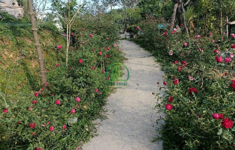 CẦN SANG NHƯỢNG LẠI FAMSTAY ROSE XÃ PHI TÔ - LÂM HÀ