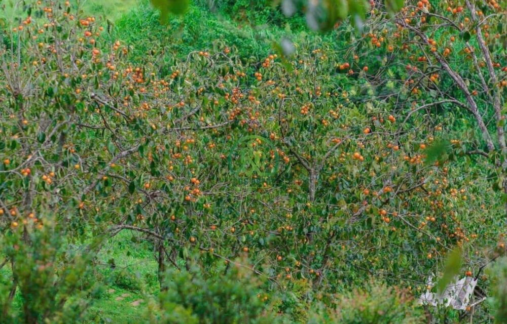 CẦN BÁN ĐẤT XÃ TRẠM HÀNH - ĐÀ LAT - LÂM ĐỒNG