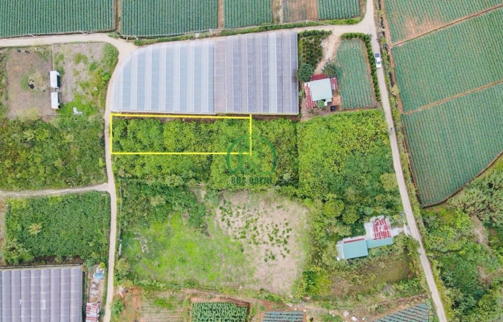 🔰 CHỈ CÒN 1 LÔ DUY NHẤT – SỔ RIÊNG – VIEW RỪNG THÔNG ĐẸP- Mimosa – Phường 10 – Đà Lạt