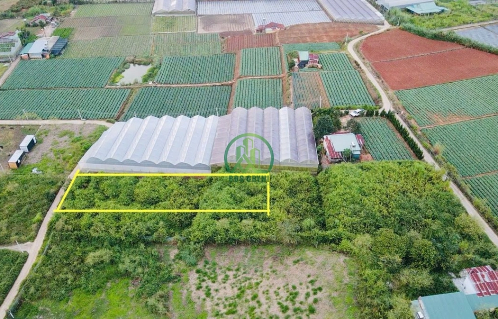 🔰 CHỈ CÒN 1 LÔ DUY NHẤT – SỔ RIÊNG – VIEW RỪNG THÔNG ĐẸP- Mimosa – Phường 10 – Đà Lạt