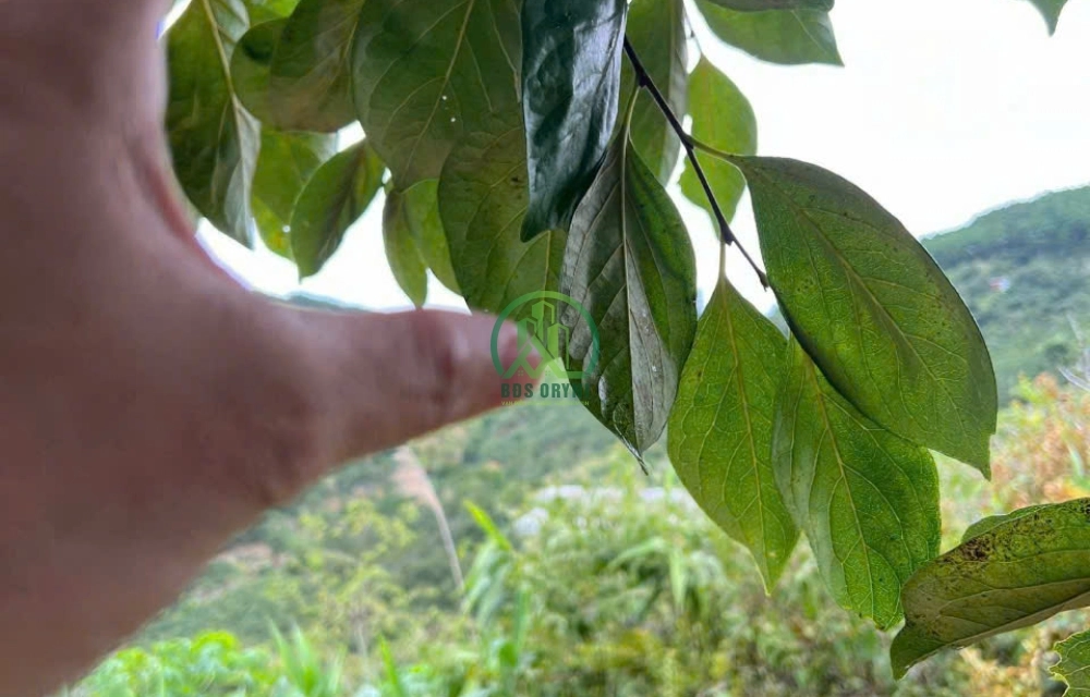 CẦN BÁN ĐẤT NÔNG NGHIỆP TẠI TRẠM HÀNH - CẦU ĐẤT - LÂM ĐỒNG