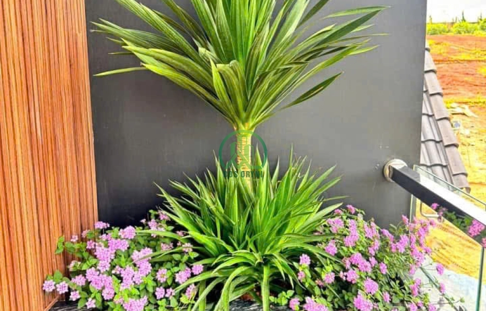 CẦN BÁN VILLA MĂNG LINE - PHƯỜNG 7 - ĐÀ LẠT