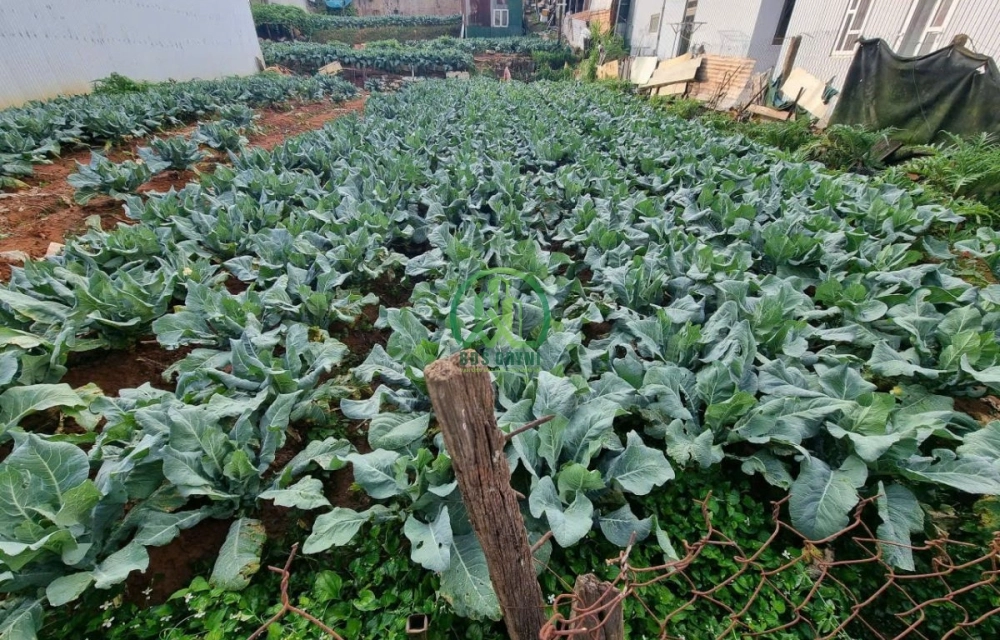 CẦN BÁN ĐẤT XÂY DỰNG ĐƯỜNG NGÔ QUYỀN - PHƯỜNG 6 - ĐÀ LẠT
