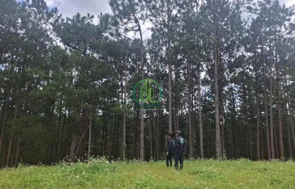 🌄 ĐẤT ĐẸP XÃ LÁT– LẠC DƯƠNG (P LANGBIANG)