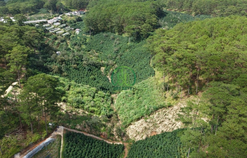 🌿 BÁN LÔ ĐẤT ĐẸP GIÁ TỐT TẠI XUÂN THỌ - P. XUÂN TRƯỜNG - ĐÀ LẠT 🌿