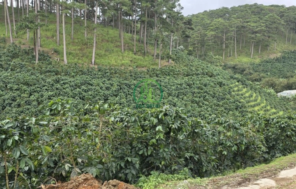 🌿 BÁN LÔ ĐẤT ĐẸP GIÁ TỐT TẠI XUÂN THỌ - P. XUÂN TRƯỜNG - ĐÀ LẠT 🌿