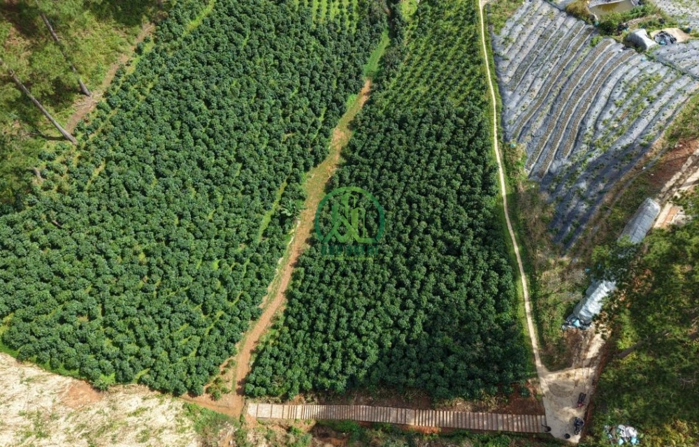 🌿 BÁN LÔ ĐẤT ĐẸP GIÁ TỐT TẠI XUÂN THỌ - P. XUÂN TRƯỜNG - ĐÀ LẠT 🌿