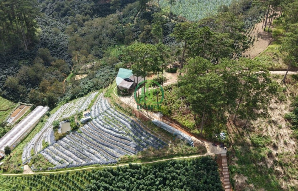 🌿 BÁN LÔ ĐẤT ĐẸP GIÁ TỐT TẠI XUÂN THỌ - P. XUÂN TRƯỜNG - ĐÀ LẠT 🌿