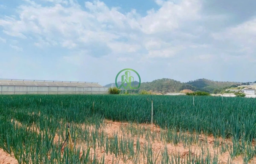 CẦN BÁN LÔ ĐẤT NÔNG NGHIỆP ĐƯỜNG CAO THẮNG, ĐÀ LẠT 