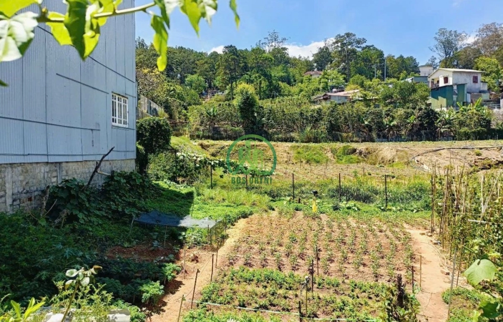 🏡 CẦN BÁN 2 LÔ ĐẤT ĐƯỜNG TRẦN THÁI TÔNG - P. XUÂN HƯƠNG - ĐÀ LẠT