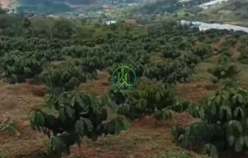 🏡 CẦN BÁN ĐẤT XÃ NAM BAN- LÂM HÀ