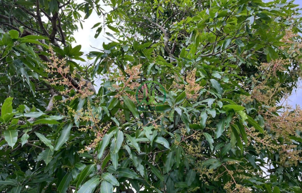 🏡 CẦN BÁN 16.000 M2 ĐẤT XÃ ĐINH VĂN- LÂM HÀ