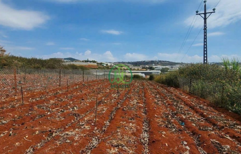 🏡 CẦN BÁN 2 LÔ LIỀN KỀ XUÂN THỌ, P. XUÂN TRƯỜNG - ĐÀ LẠT