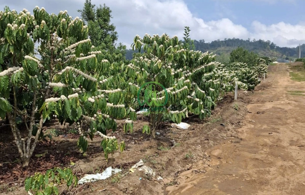 🏡 CẦN BÁN 1.157 M2 ĐẤT XÃ PHÚC THỌ - LÂM HÀ