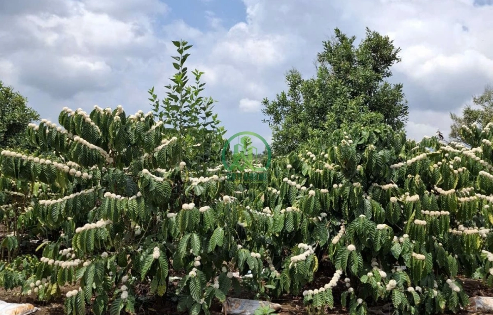 🏡 CẦN BÁN 1.157 M2 ĐẤT XÃ PHÚC THỌ - LÂM HÀ