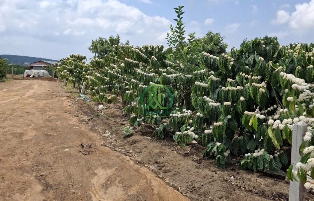 🏡 CẦN BÁN 1.157 M2 ĐẤT XÃ PHÚC THỌ - LÂM HÀ