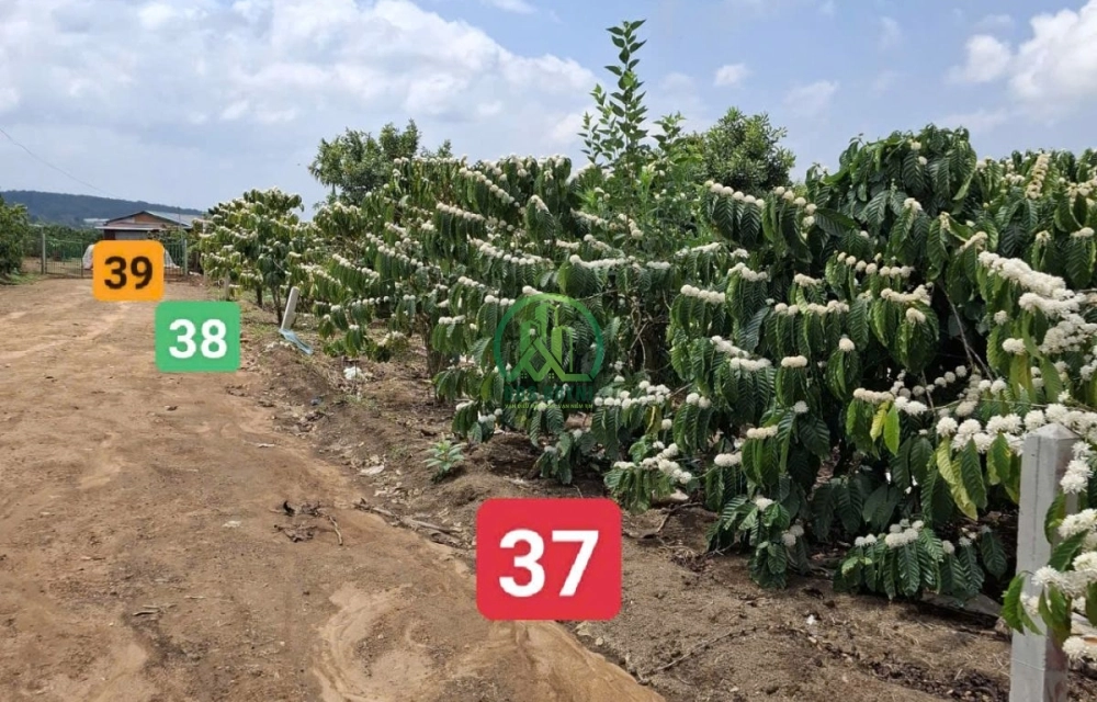 🏡 CẦN BÁN 1.157 M2 ĐẤT XÃ PHÚC THỌ - LÂM HÀ