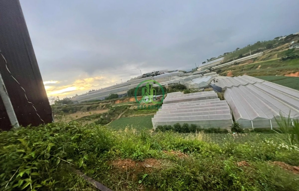 CẦN BÁN 5 SÀO ĐẤT VÀ NHÀ ĐƯỜNG NGUYỄN HOÀNG, P. LANGBIANG - ĐÀ LẠT (P7)