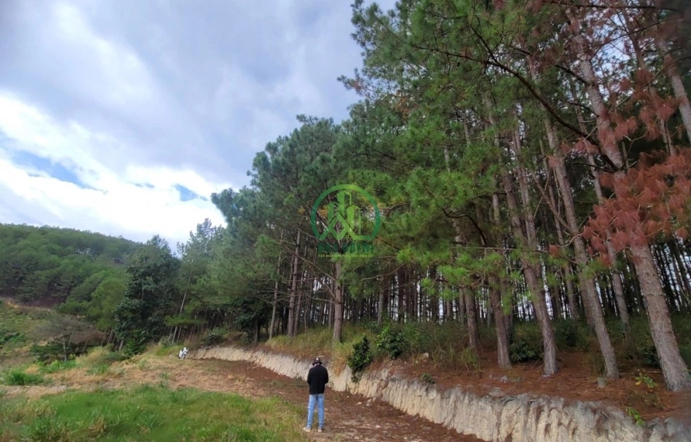 CẦN BÁN 6.525 M2 ĐẤT TÀ NUNG, P. CAM LY - ĐÀ LẠT