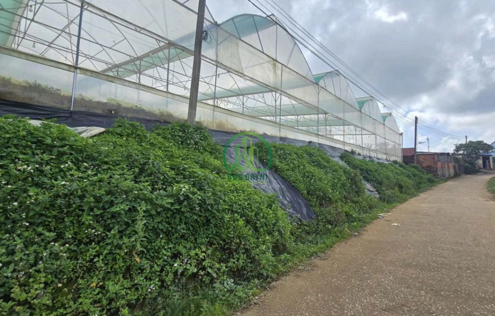 HẠ GIÁ CẦN BÁN ĐẤT VIEW ĐẸP MĂNG LIN – ĐÀ LẠT 
