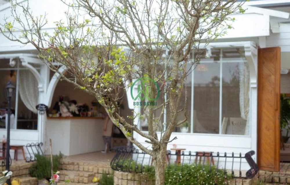 CẦN BÁN VILLA PHÁP CỔ ĐƯỜNG HOÀNG DIỆU – P. CAM LY - ĐÀ LẠT (P05)