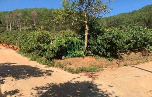 CẦN BÁN LÔ ĐẤT XÃ MÊ LINH - LÂM HÀ