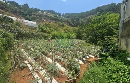  CẦN BÁN ĐẤT ĐƯỜNG HÙNG VƯƠNG, P. XUÂN TRƯỜNG - ĐÀ LẠT