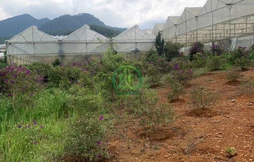 🏡 CẦN BÁN LÔ ĐẤT NÔNG NGHIỆP TẠI LẠC DƯƠNG - PHƯỜNG LANGBIANG - ĐÀ LẠT