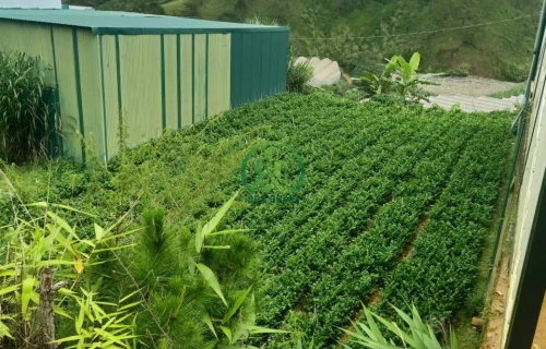 🌤 CẦN BÁN LÔ ĐẤT ĐƯỜNG ĐIỆN BIÊN PHỦ - PHƯỜNG LANGBIANG - ĐÀ LẠT (Lạc Dương cũ)