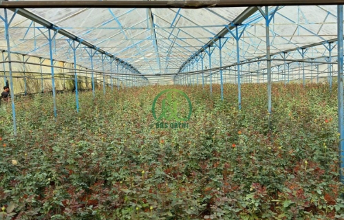 🌤 CẦN BÁN LÔ ĐẤT LẠC DƯƠNG, P.LANGBIANG - ĐÀ LẠT