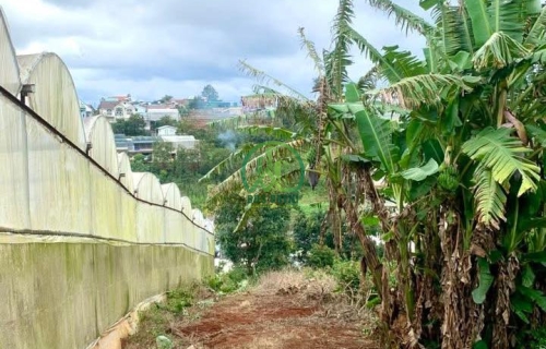 💥 CẦN BÁN GẤP LÔ ĐẤT TẠI PHƯỜNG XUÂN TRƯỜNG -ĐÀ LẠT ( xã Xuân Trường cũ) 💥