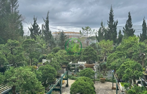 🌸 CẦN BÁN ĐẤT ĐƯỜNG BẠCH ĐẰNG, P. LANGBIANG - ĐÀ LẠT