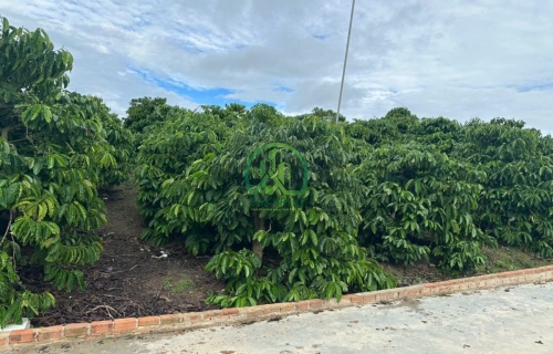 🌟 CẦN BÁN 2 MẪU ĐẤT CÀ PHÊ TẠI ĐỨC TRỌNG 🌟