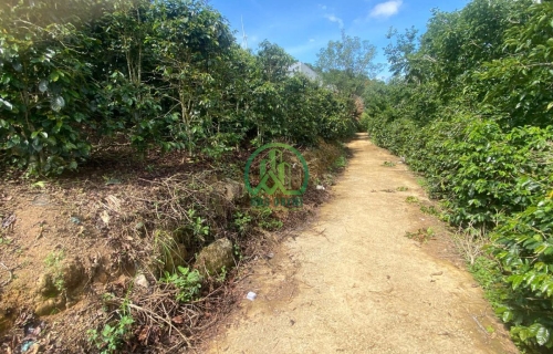 CẦN BÁN LÔ ĐẤT TẠI PHƯỜNG XUÂN TRƯỜNG - ĐÀ LẠT (xã Xuân Trường cũ)