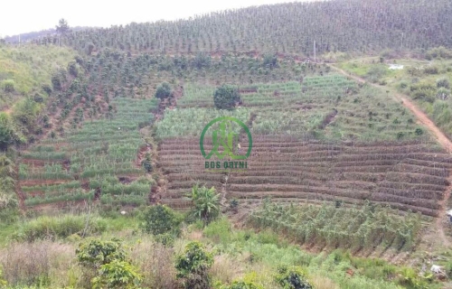 💥 CẦN BÁN NHANH LÔ ĐẤT 1HA TẠI ĐA NHIM 💥