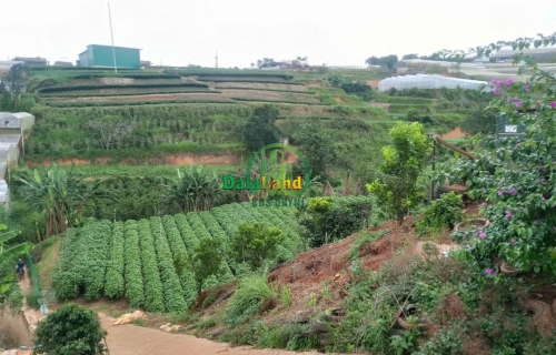 CẦN BÁN LÔ ĐẤT Ở PHƯỜNG XUÂN TRƯỜNG - ĐÀ LẠT (xã Xuân Trường cũ)