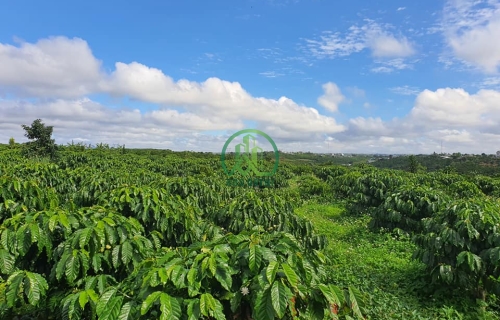 CẦN BÁN ĐẤT XÃ XUÂN TRƯỜNG - ĐÀ LẠT LÂM ĐỒNG