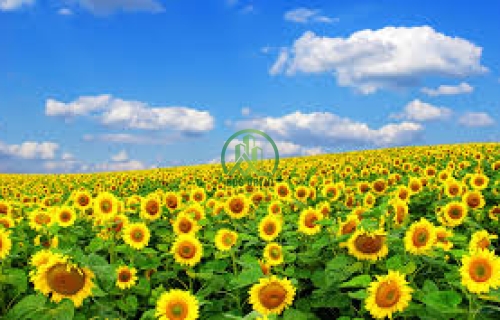 CẦN BÁN NHÀ ĐƯỜNG HẺM VÕ TRƯỜNG TOẢN -P8 - ĐÀ LẠT