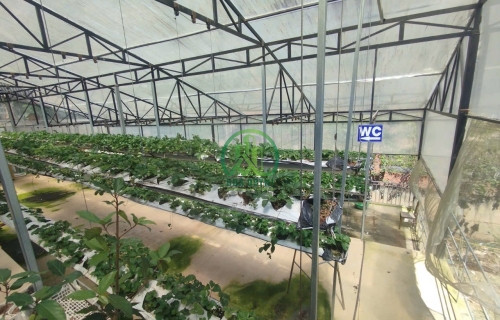   CẦN CHO THUÊ MẶT BẰNG ĐƯỜNG MIMOSA - P3 - ĐÀ LẠT