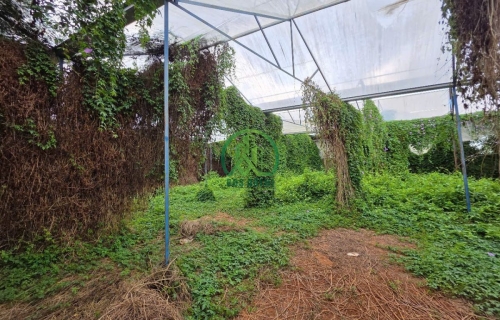 CẦN BÁN ĐẤT GIÁ RẺ ĐƯỜNG ĐA PHÚ, PHƯỜNG 7, TP. ĐÀ LẠT  