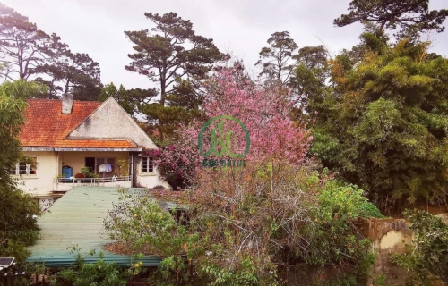 CẦN BÁN NHÀ ĐẤT MẶT TIỀN ĐƯỜNG LÊ VĂN TÁM - P10 - ĐÀ LẠT