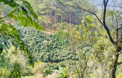 CẦN BÁN LÔ ĐẤT NÔNG NGHIỆP XÃ TRẠM HÀNH - ĐÀ LẠT