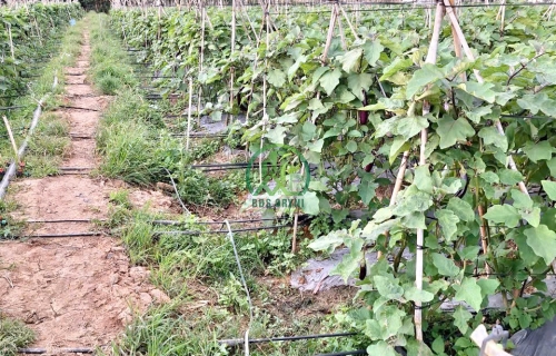 CẦN BÁN ĐẤT NÔNG NGHIỆP XÃ HIỆP AN - ĐỨC TRỌNG - LÂM ĐỒNG