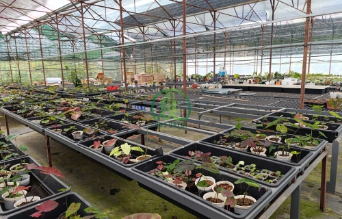 CẦN BÁN KHU VƯỜN NGAY ĐÈO MIMOSA - P10 - ĐÀ LẠT