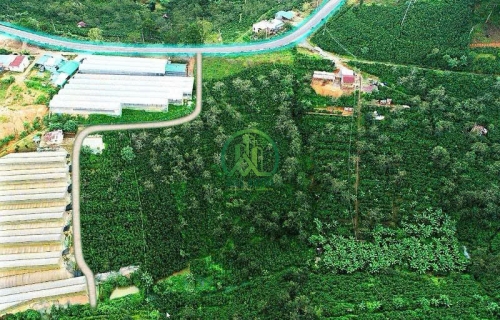 CẦN BÁN 1,1 Ha ĐẤT XÃ  XUÂN TRƯỜNG, TP. ĐÀ LẠT, LÂM ĐỒNG