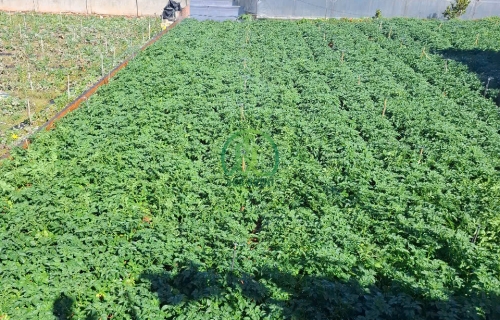 ĐẤT ĐƯỜNG CAO THẮNG CẦN BÁN - P7 - ĐÀ LẠT