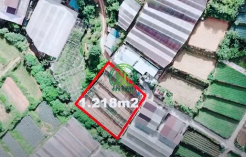 BÁN LÔ ĐẤT NÔNG NGHIỆP TRẦN THÁI TÔNG - P11 - ĐÀ LẠT